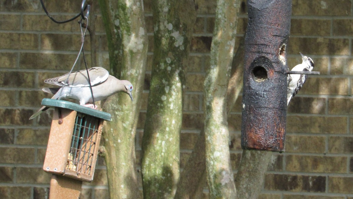 White-winged Dove - ML342523161