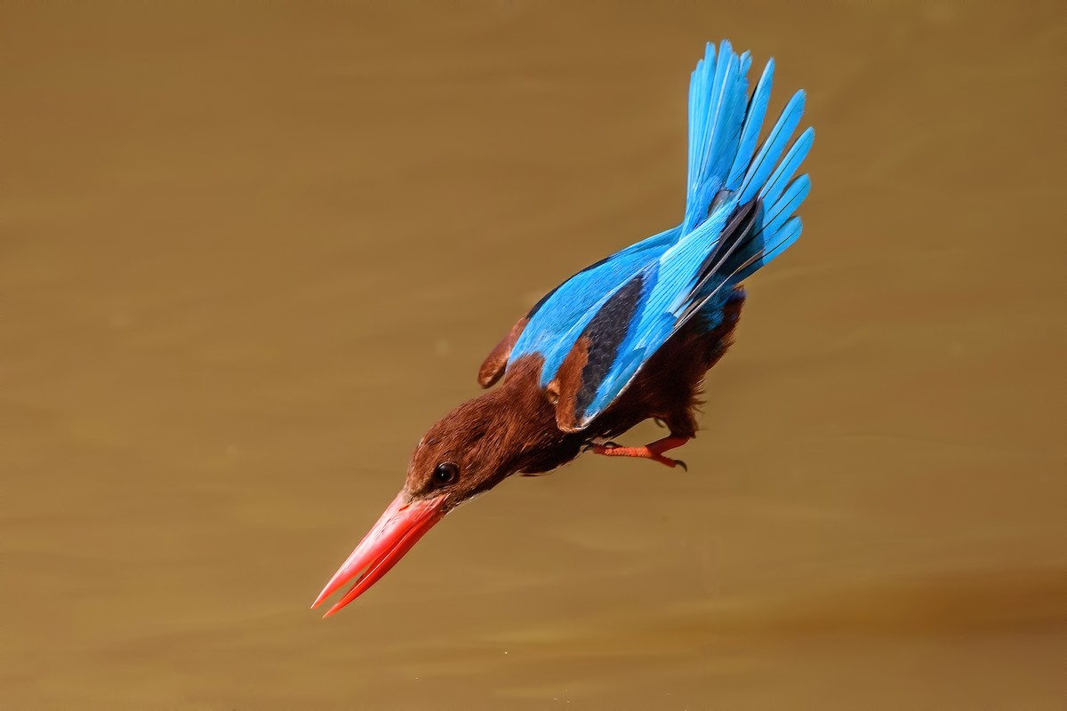 White-throated Kingfisher - Ngoc Sam Thuong Dang