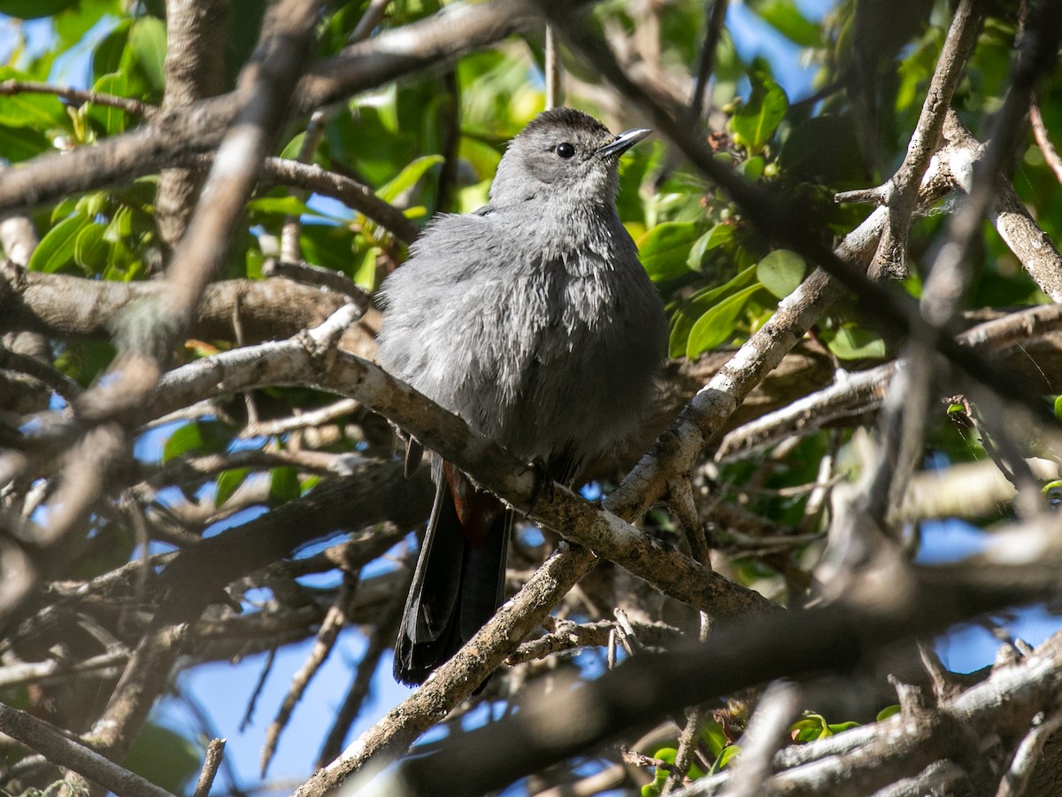 Gray Catbird - Spencer Seale