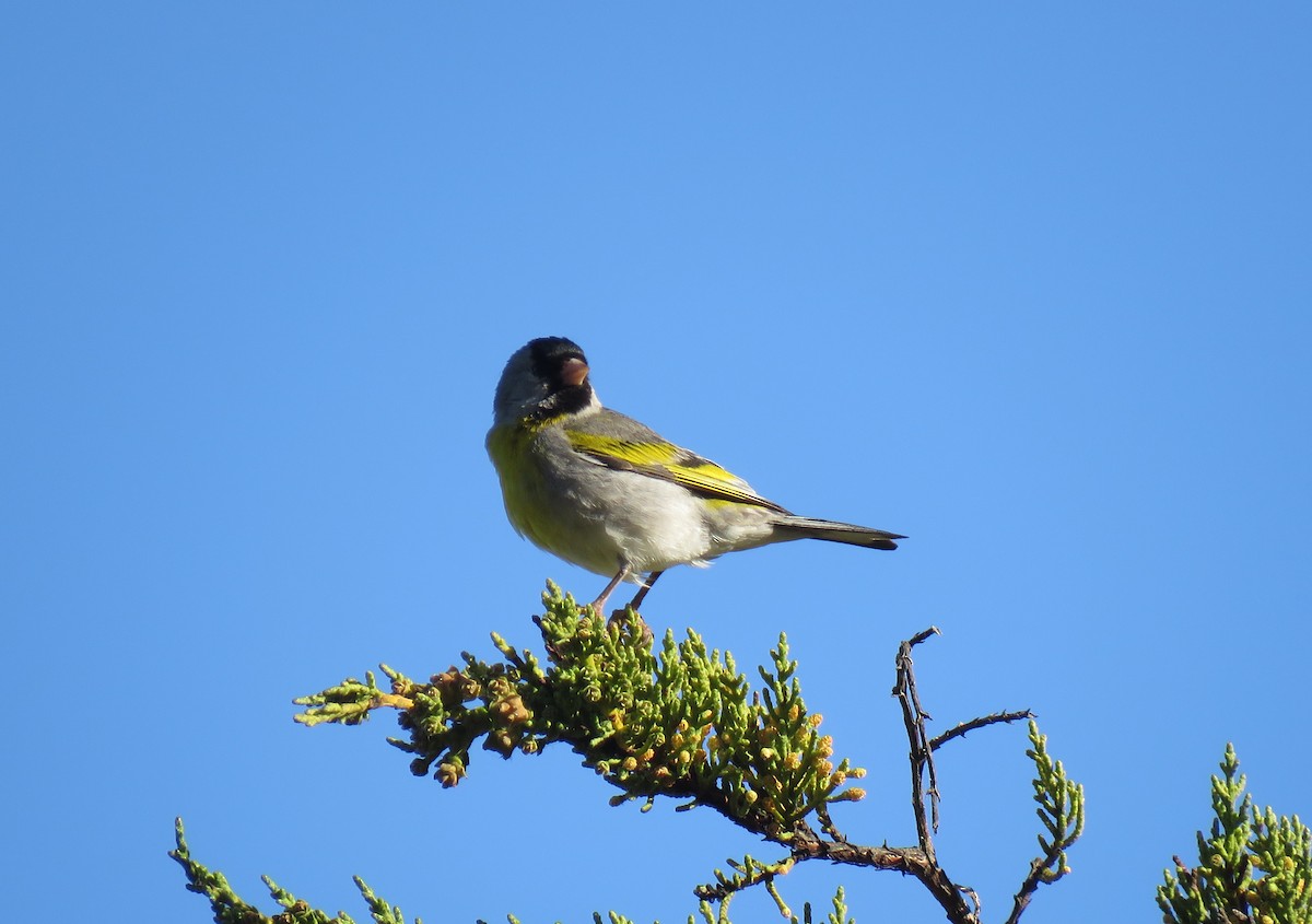 Lawrence's Goldfinch - ML342523851