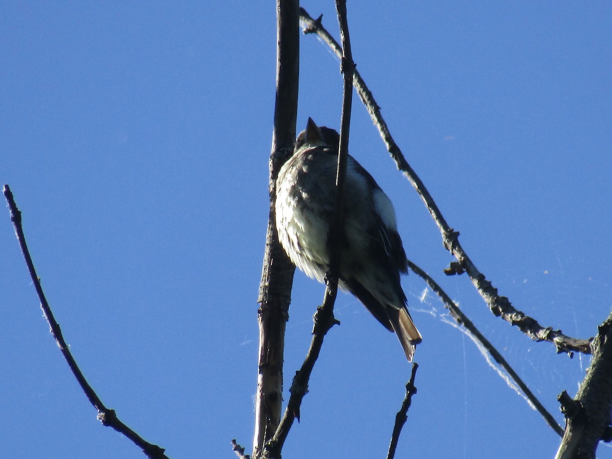 Olive-sided Flycatcher - ML342524521