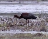 Ibis à face blanche - ML342525121