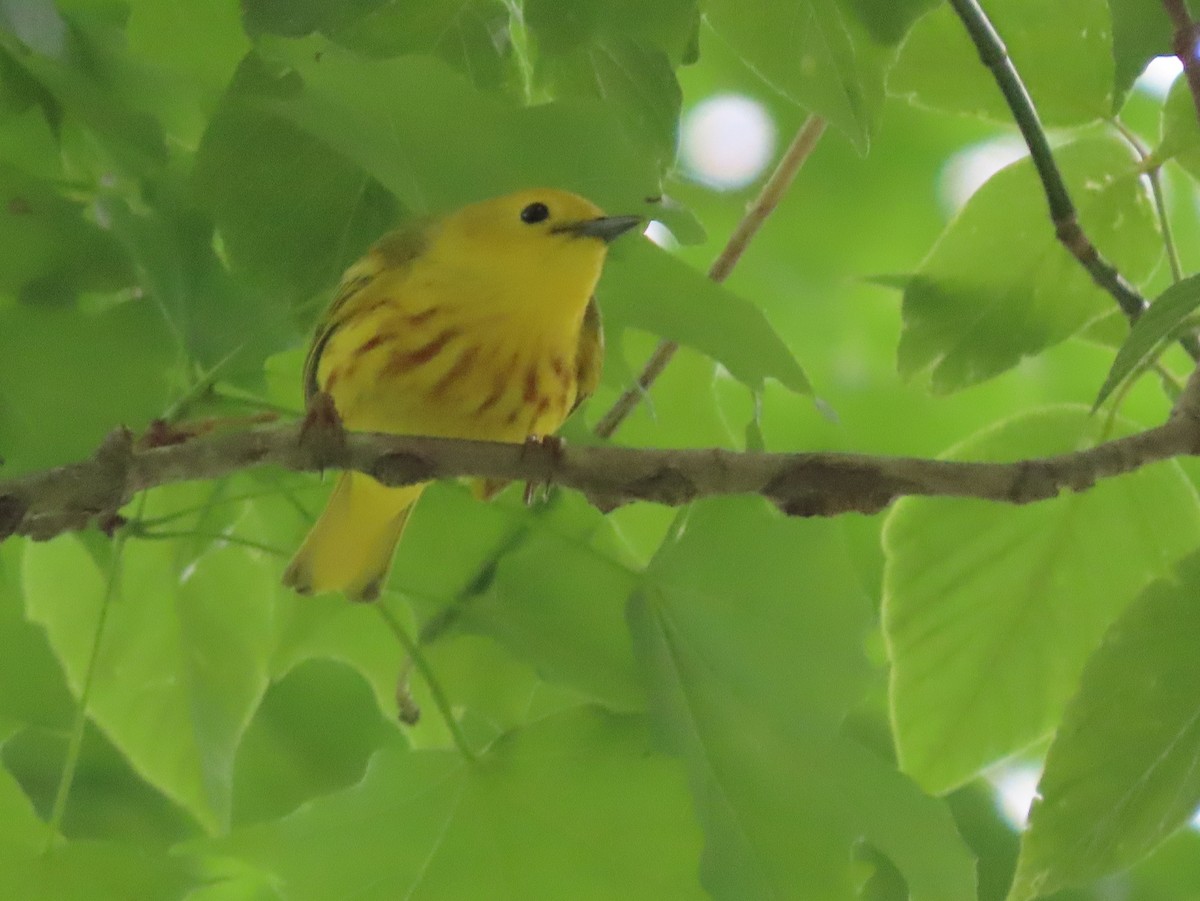 Yellow Warbler - ML342525761