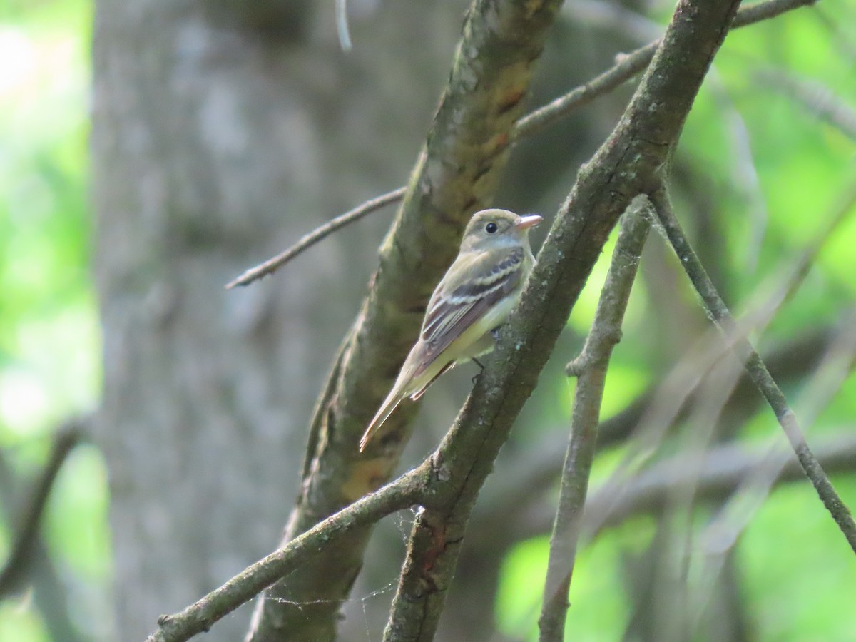 Восточный мухолов - ML342528591