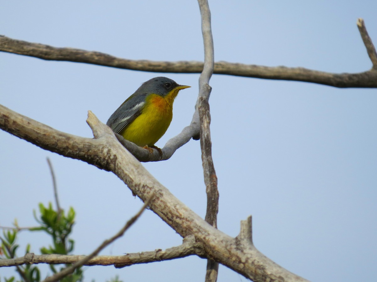 Tropical Parula - ML342528651