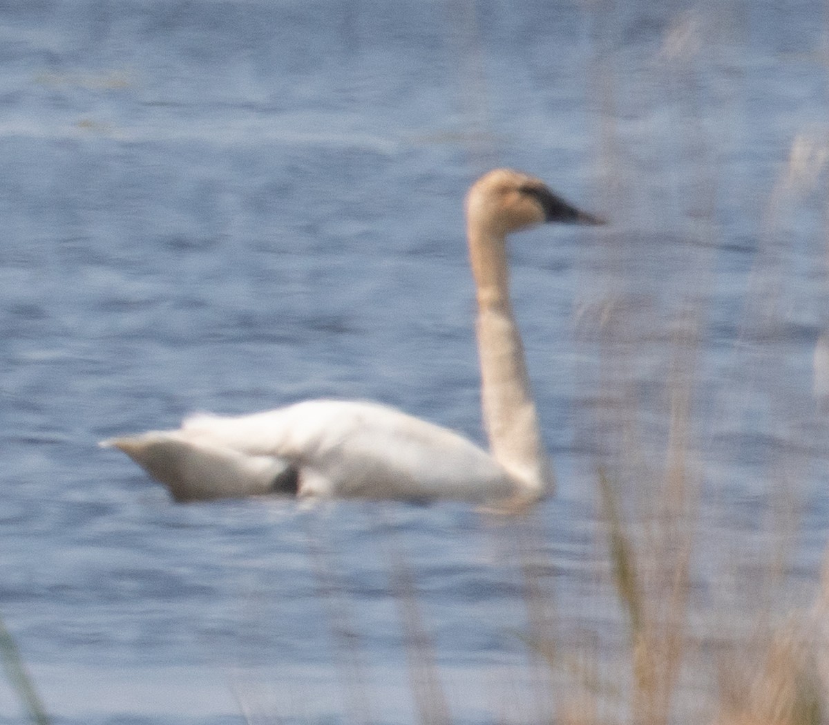 Trumpeter Swan - ML342529121