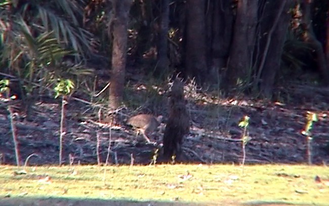 Tinamou vermiculé - ML342531641