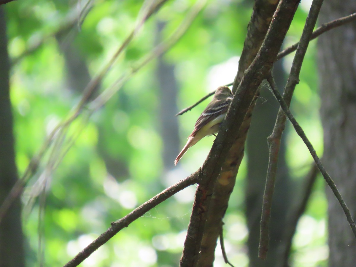 Восточный мухолов - ML342531891