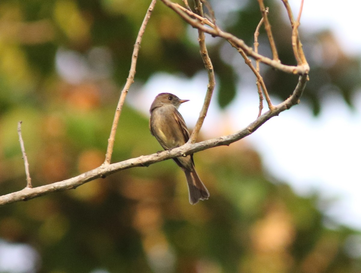 Northern Tropical Pewee - ML342532471