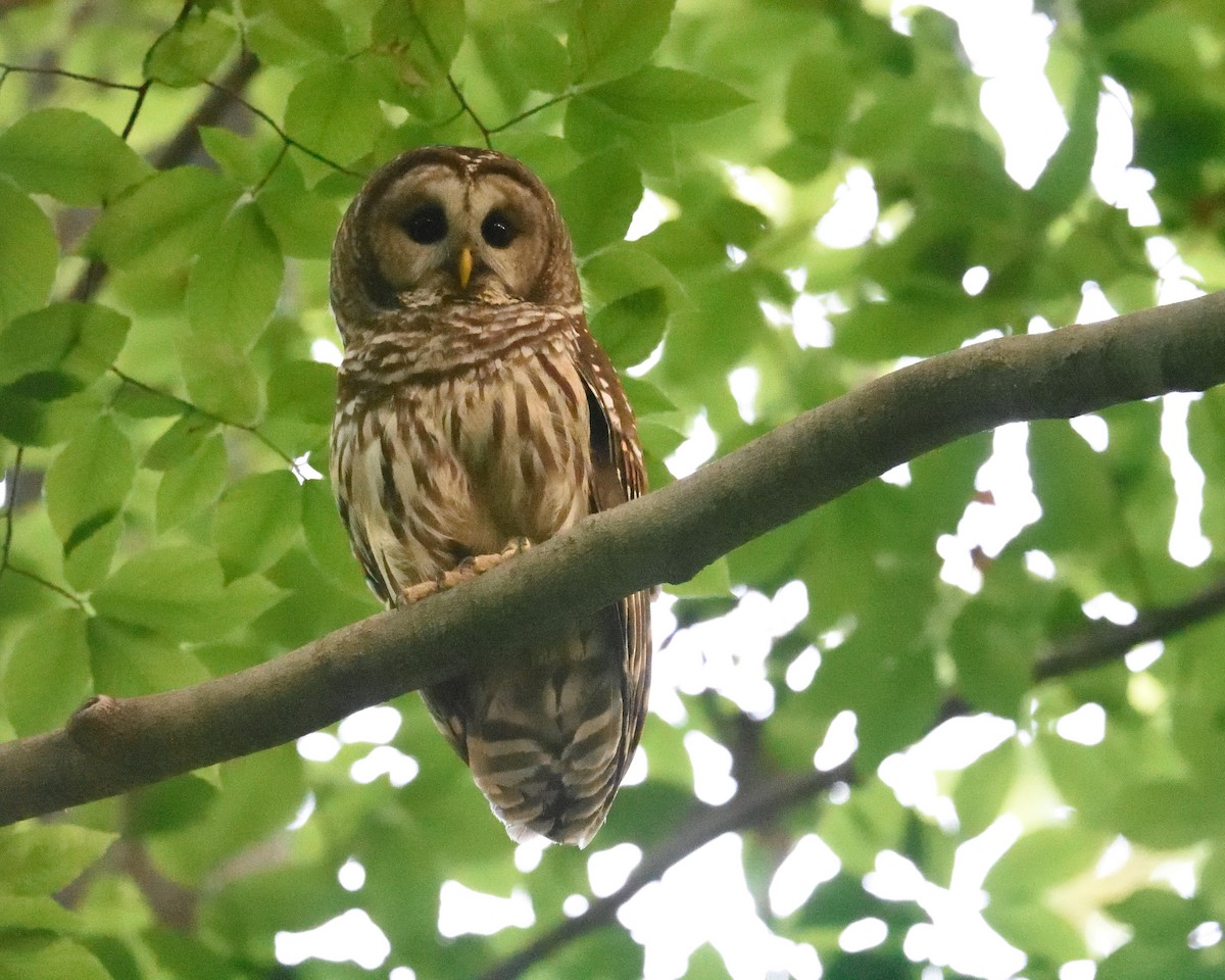 Barred Owl - Max Wilson