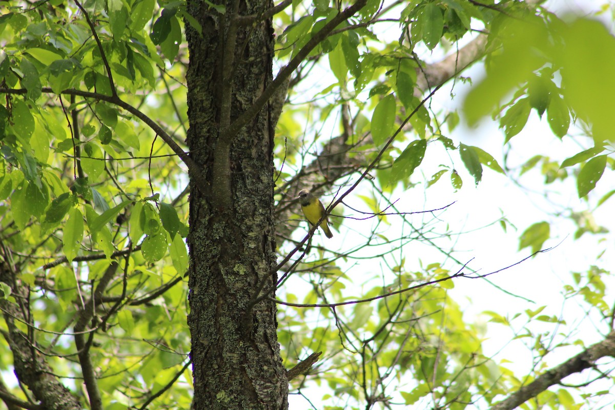 Mourning Warbler - ML342535801