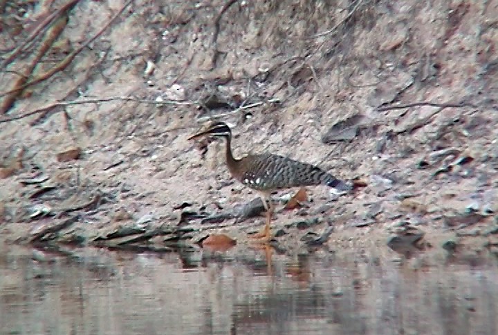 Sunbittern - ML342536761