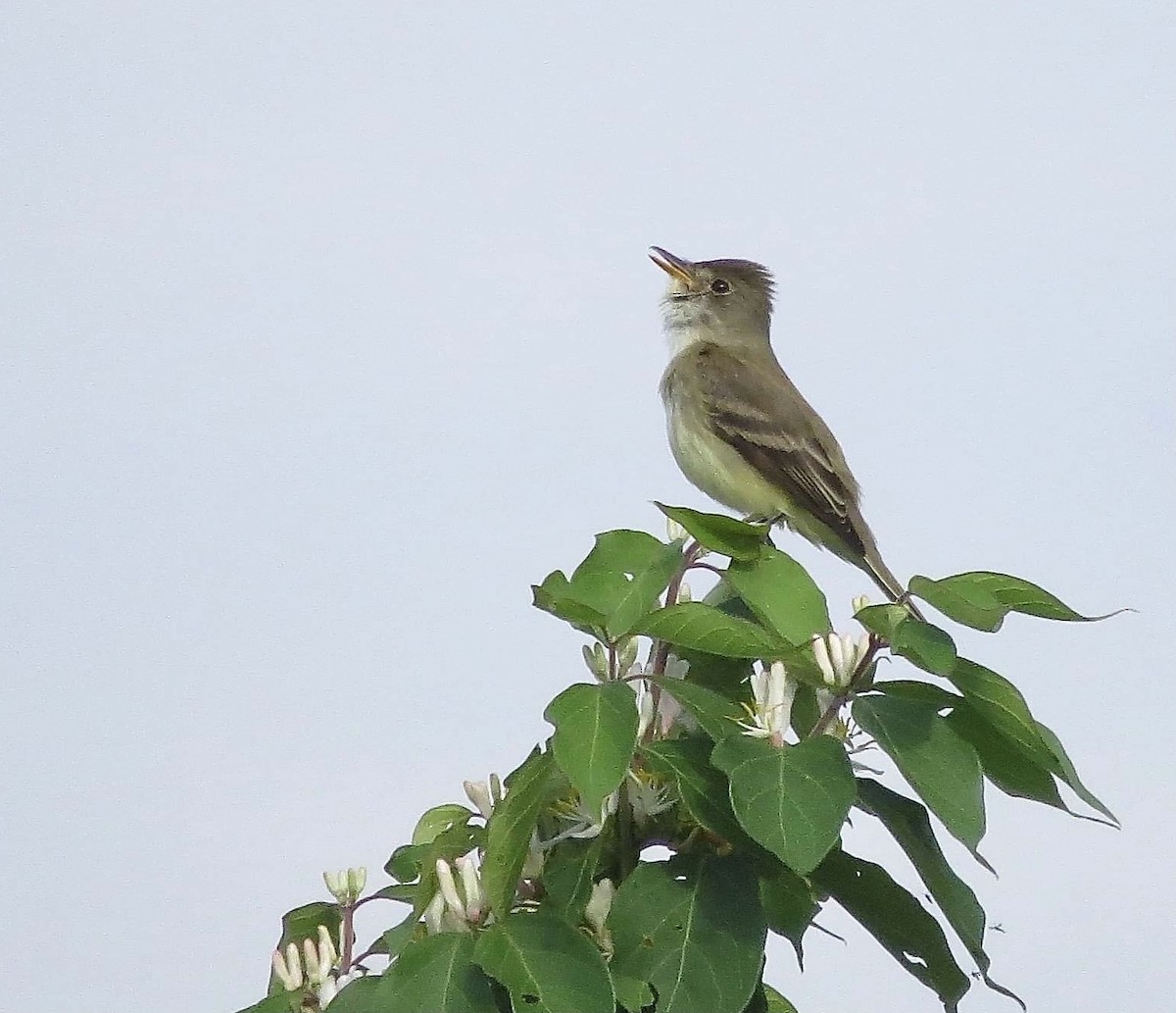 Willow Flycatcher - ML342536841