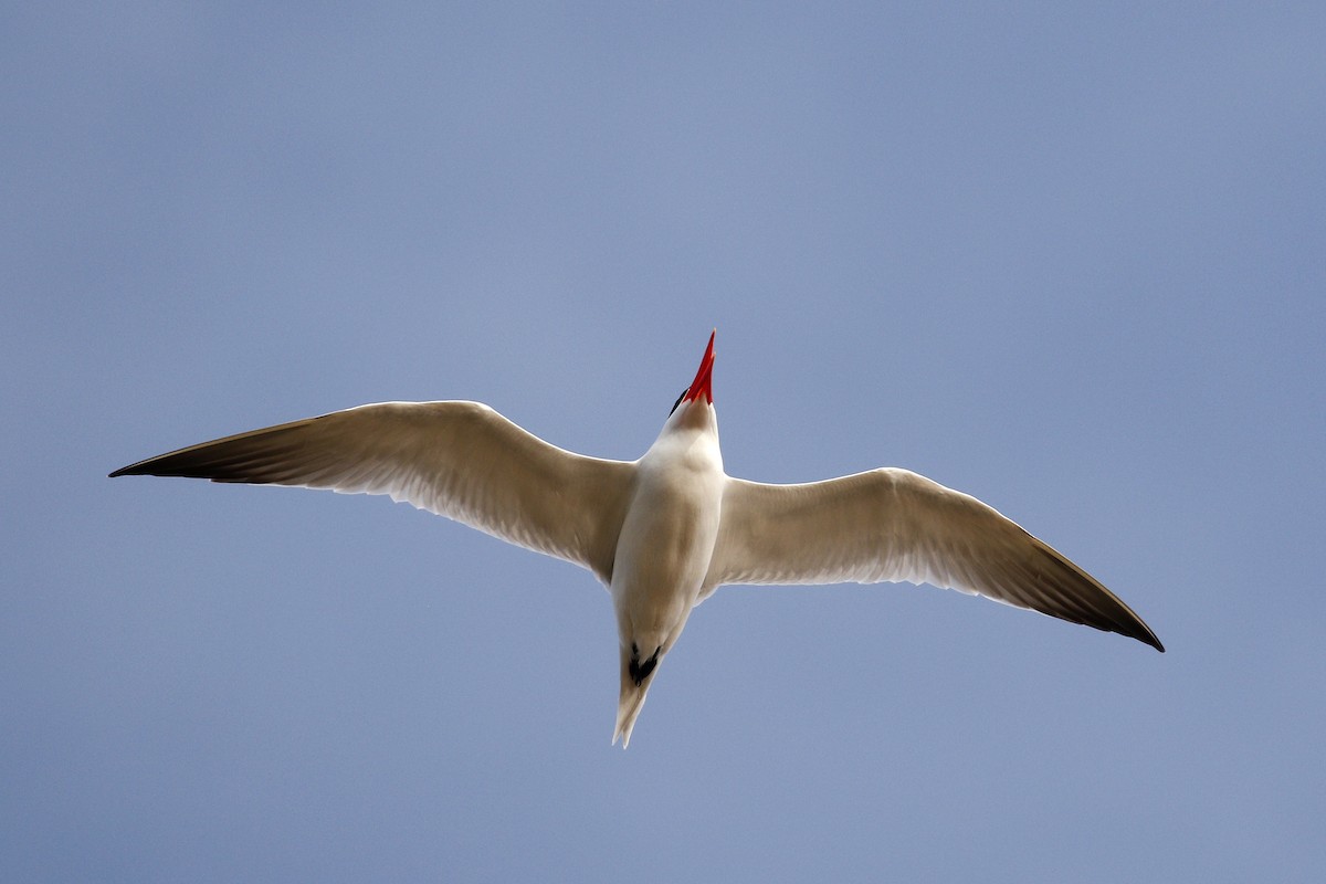 Caspian Tern - ML342537321