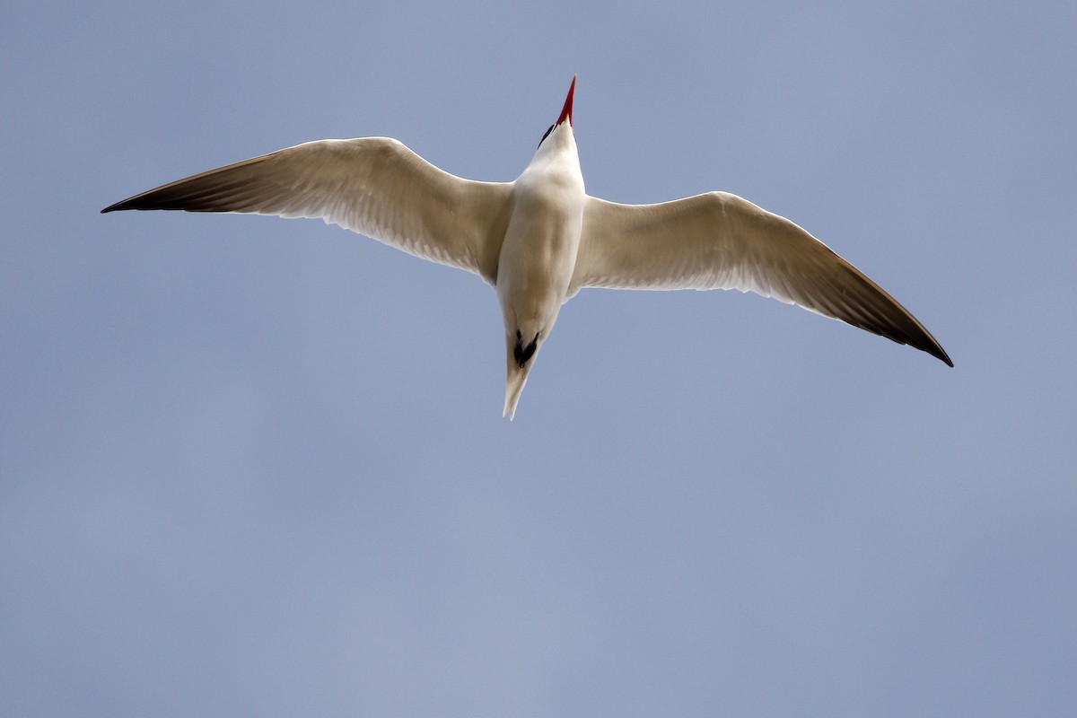 Caspian Tern - ML342537331