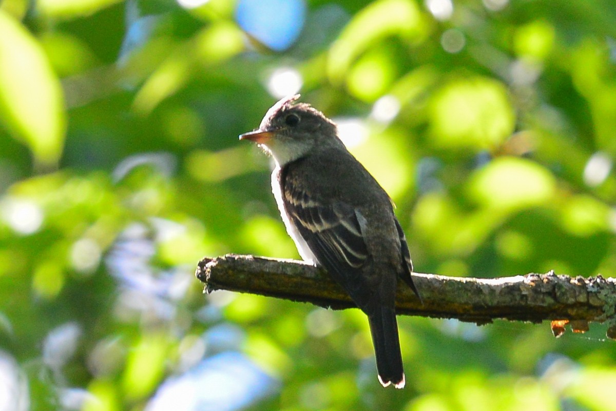 Eastern Wood-Pewee - ML34253801