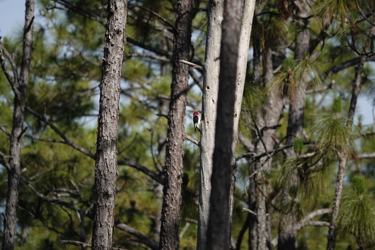 Red-headed Woodpecker - ML342538591