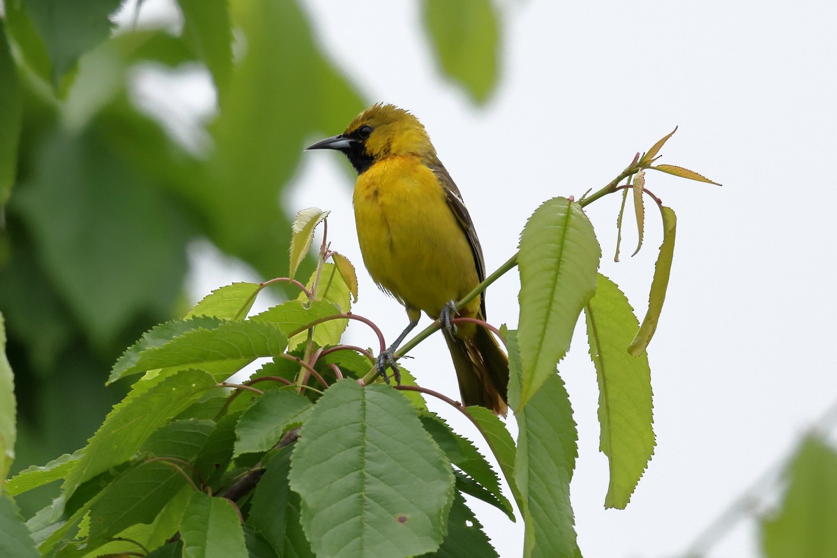 Orchard Oriole - ML342542891