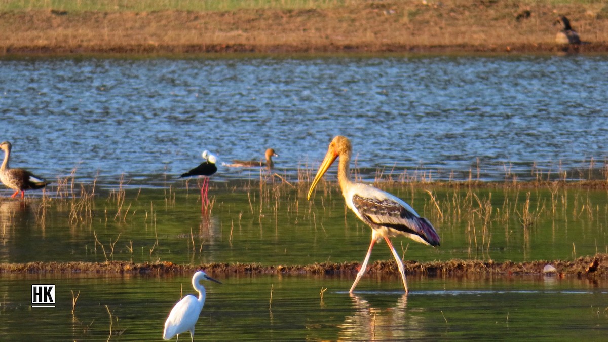 Painted Stork - ML342544311