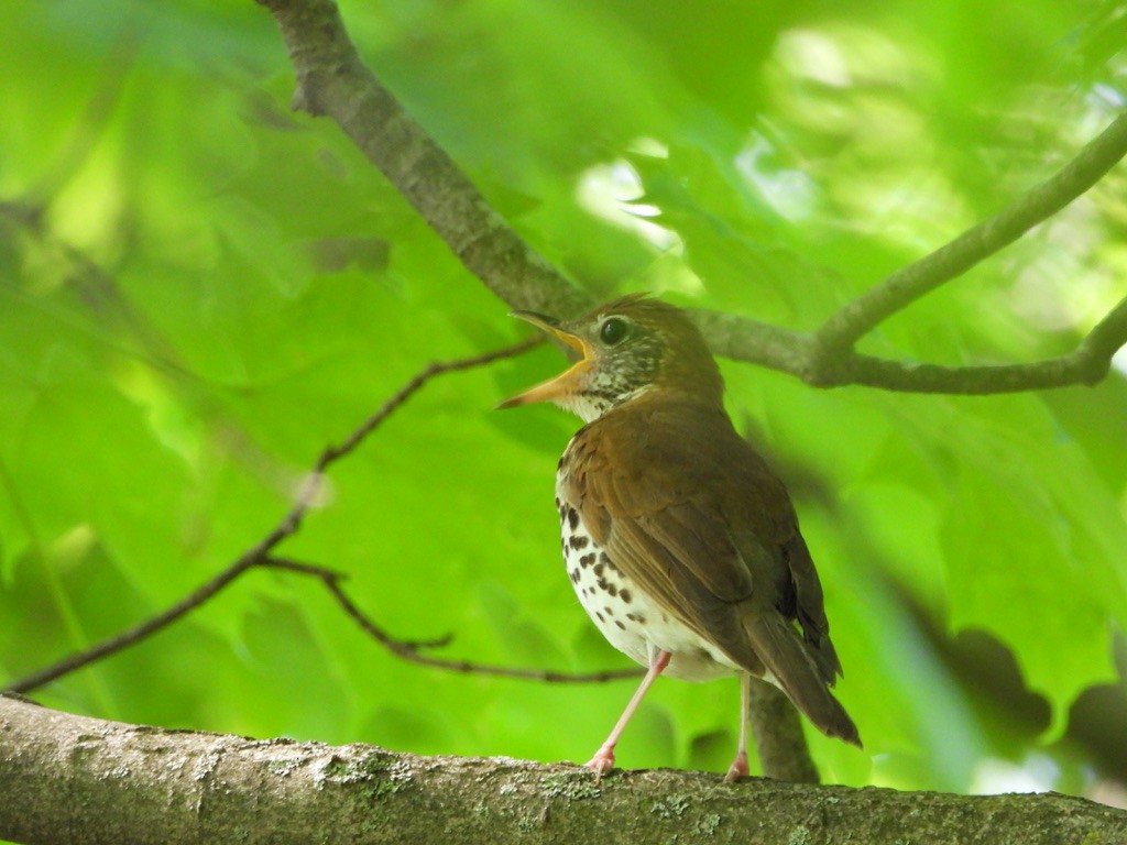 Wood Thrush - ML342544601