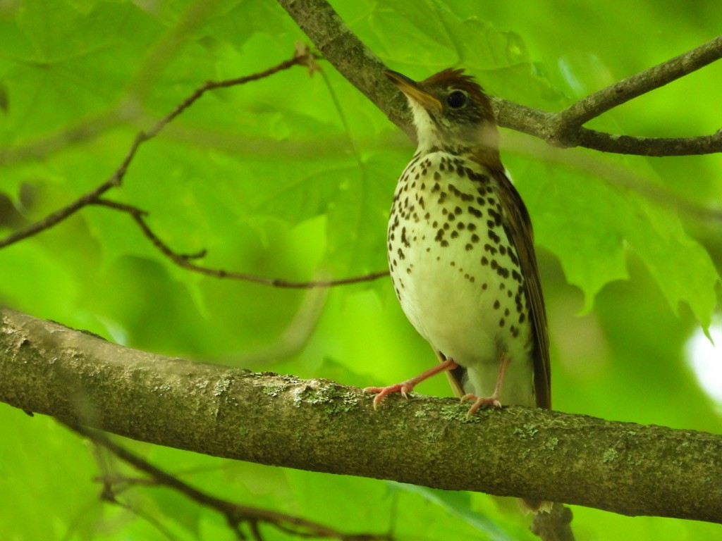 Wood Thrush - ML342544661