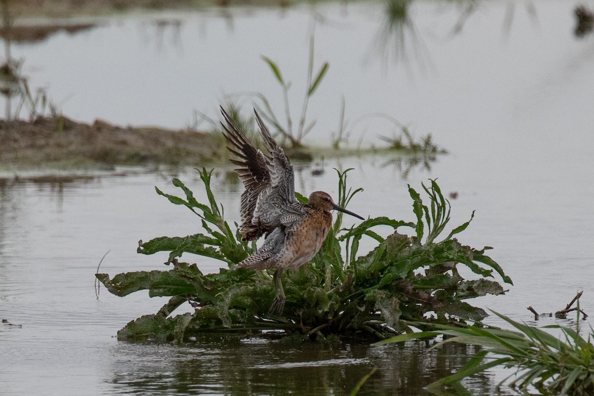 kortnebbekkasinsnipe - ML342545001