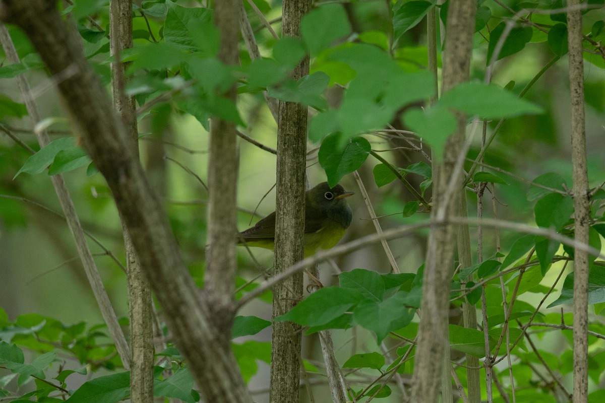 Connecticut Warbler - Richard and Marie  Ary