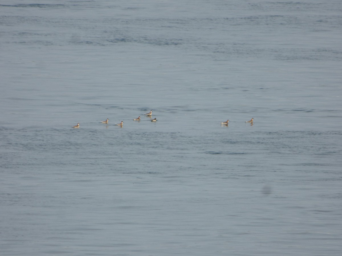 Red-necked Phalarope - ML342546781