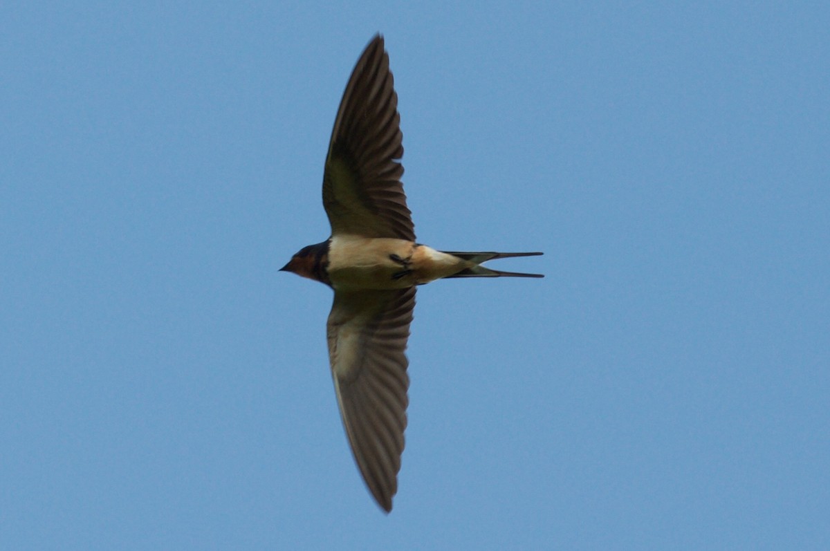 Barn Swallow - Brandon Trentler