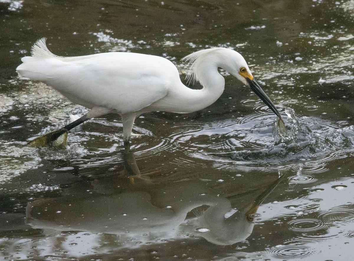 Snowy Egret - ML342547641