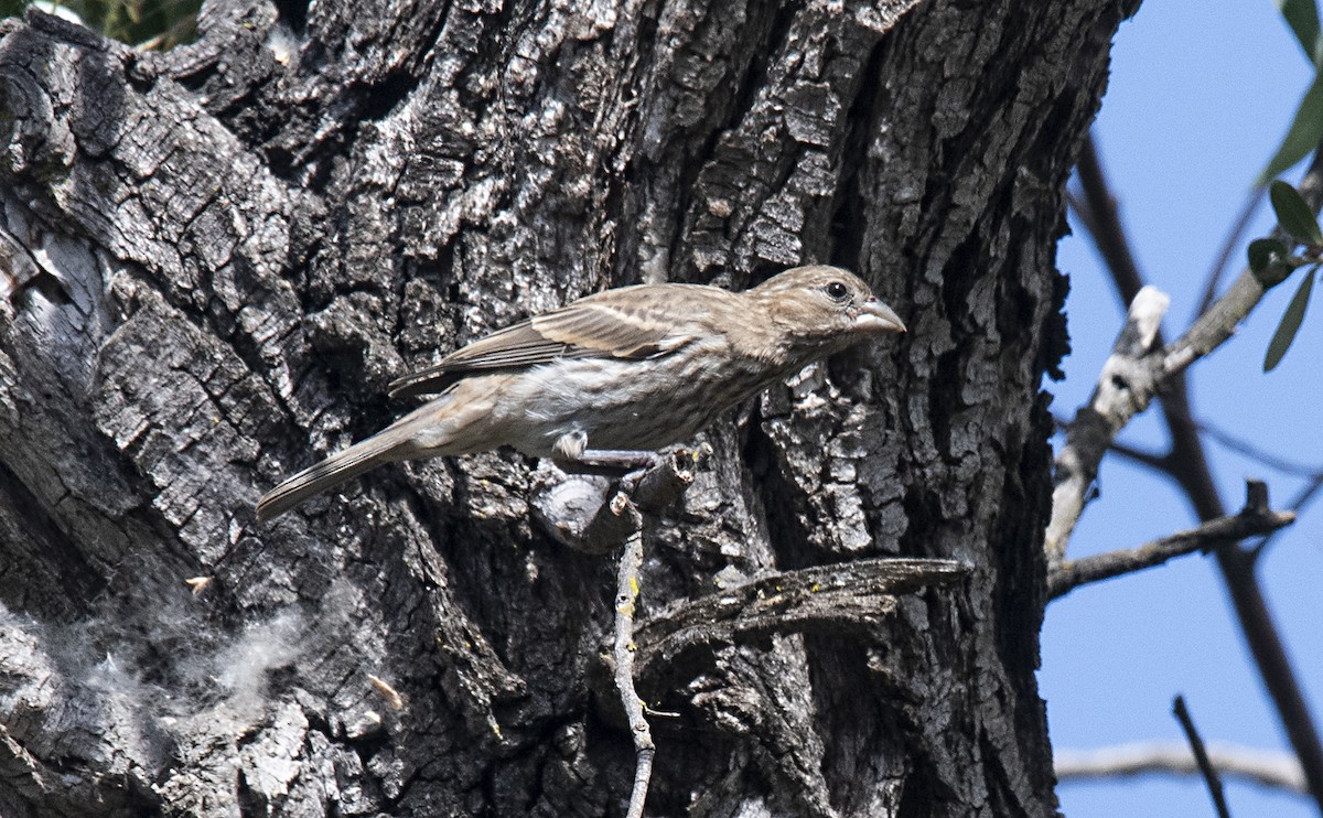 House Finch - ML342547671