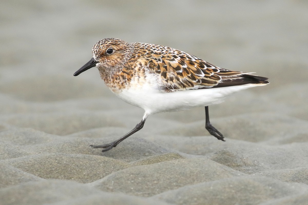 Sanderling - ML342549161