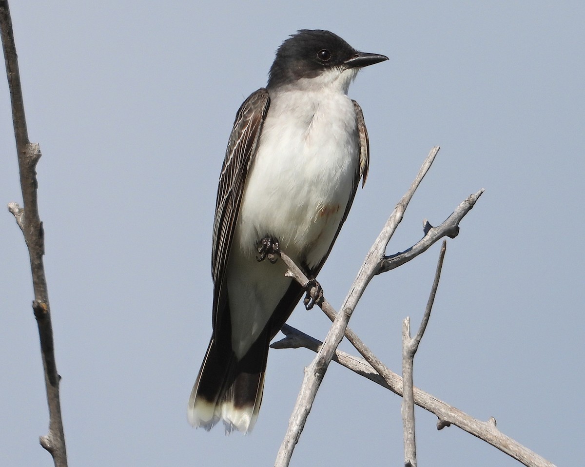 Eastern Kingbird - Bobby Dailey