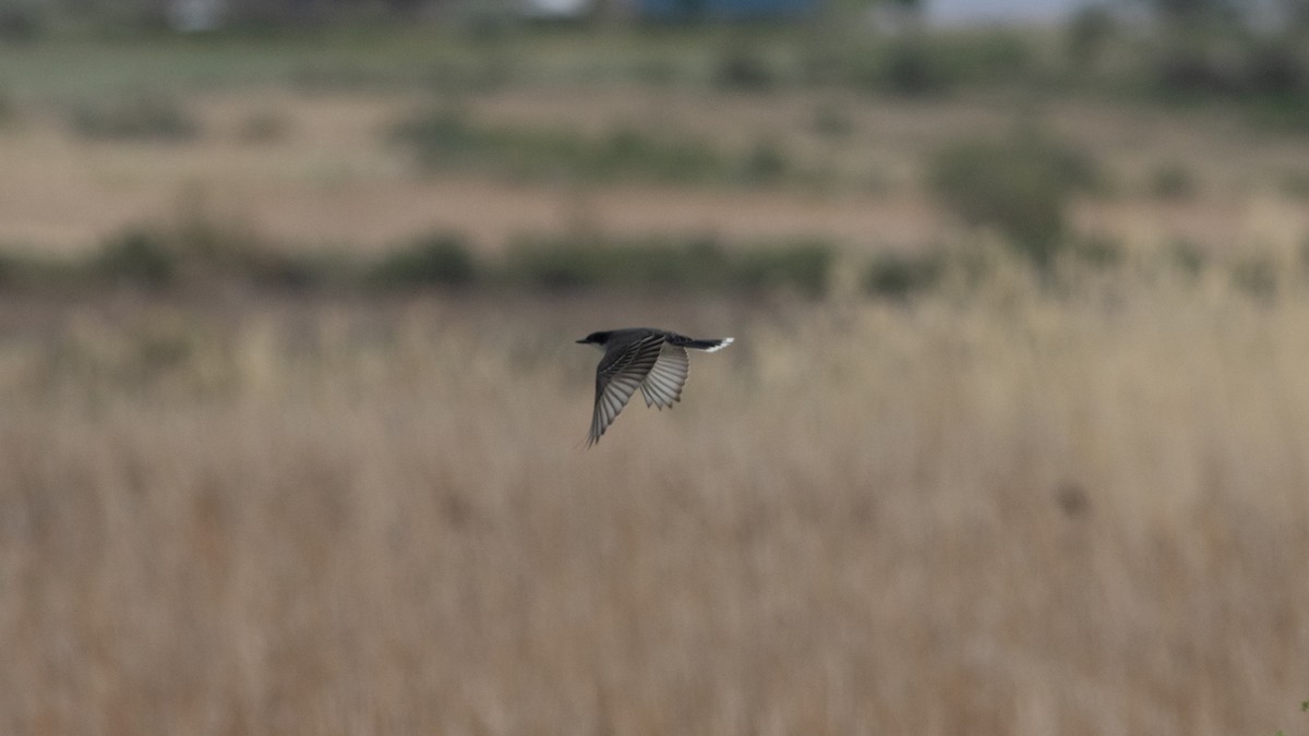 Eastern Kingbird - ML342551721