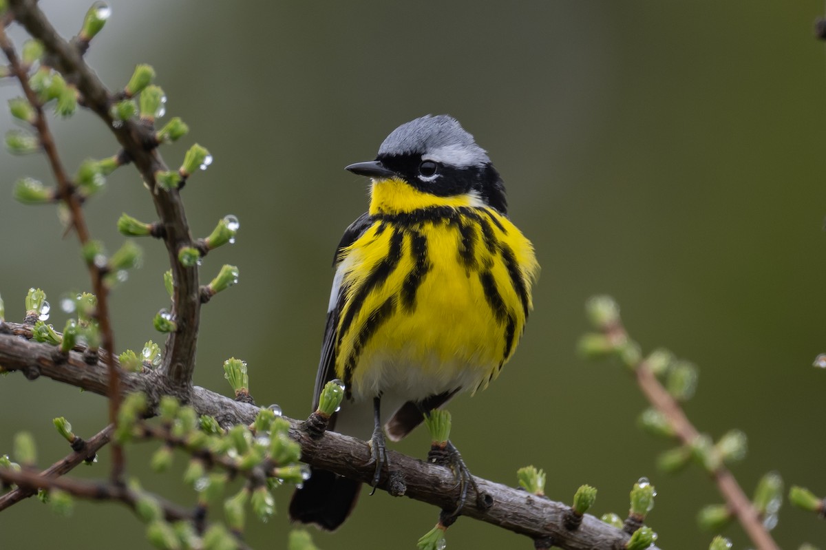 Magnolia Warbler - ML342552451