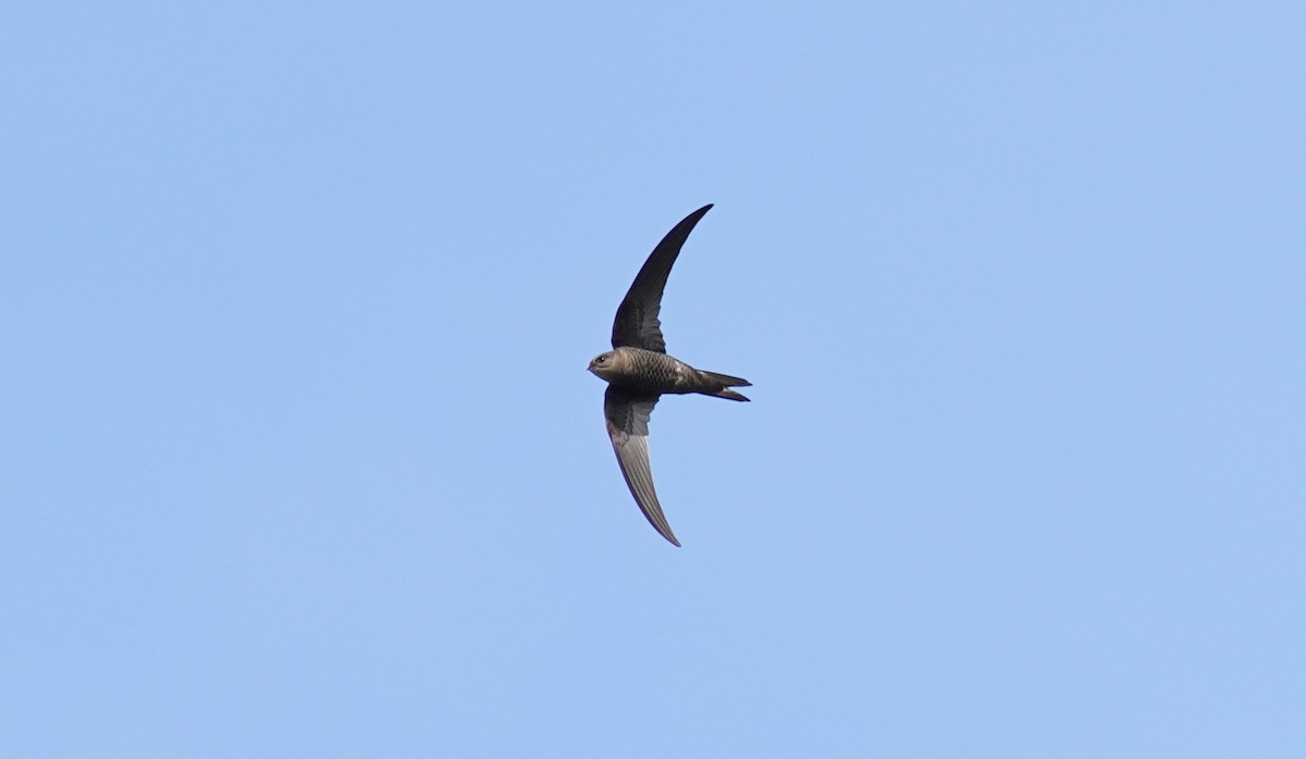 Plain Swift - ML342556281