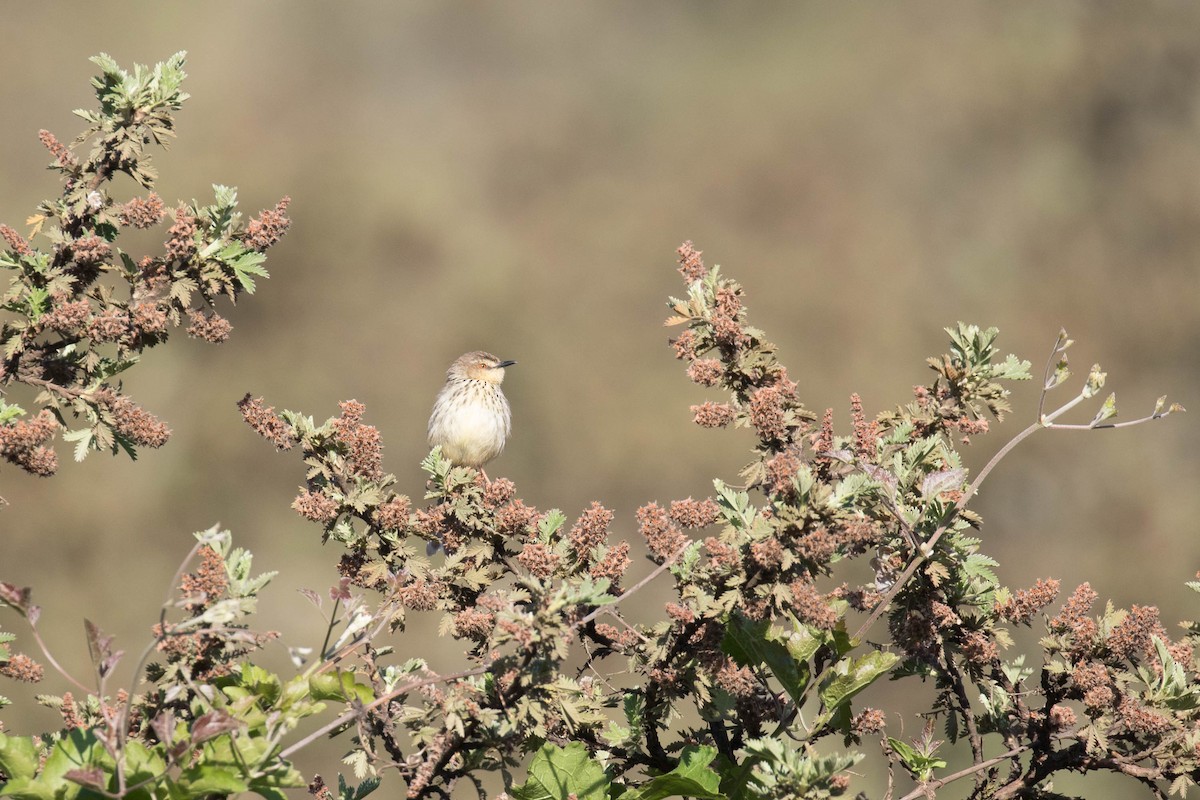 Prinia del Drakensberg - ML342556401