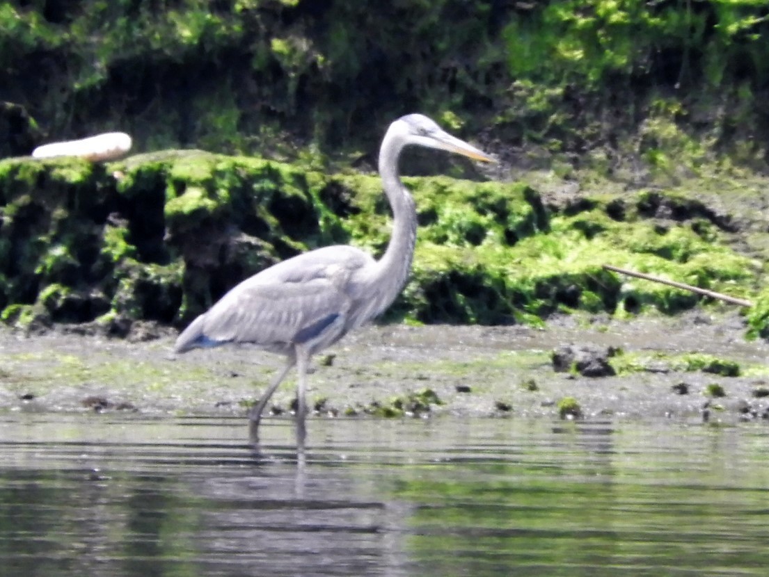 Great Blue Heron - ML342556861