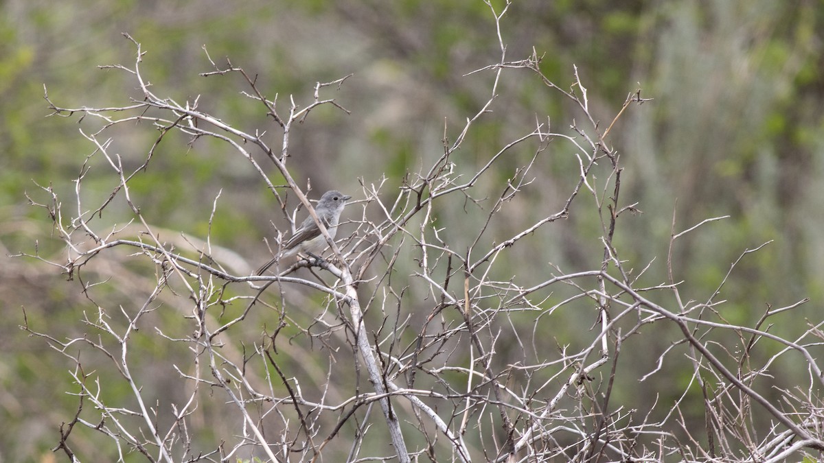 Gray Vireo - ML342558701