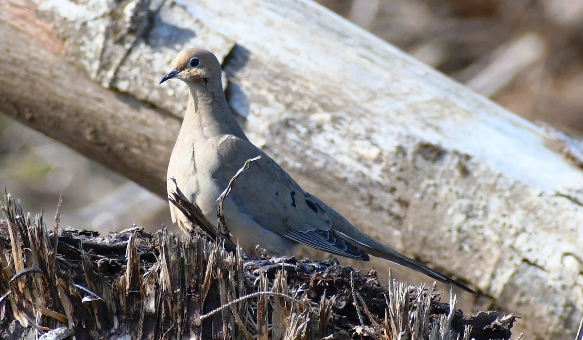 Mourning Dove - ML342561931