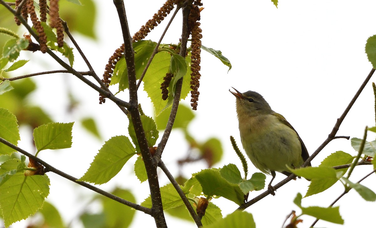 Tennessee Warbler - ML342562441