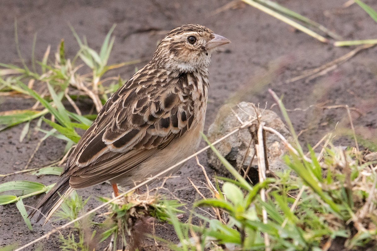 Melodious Lark - Peter  Steward