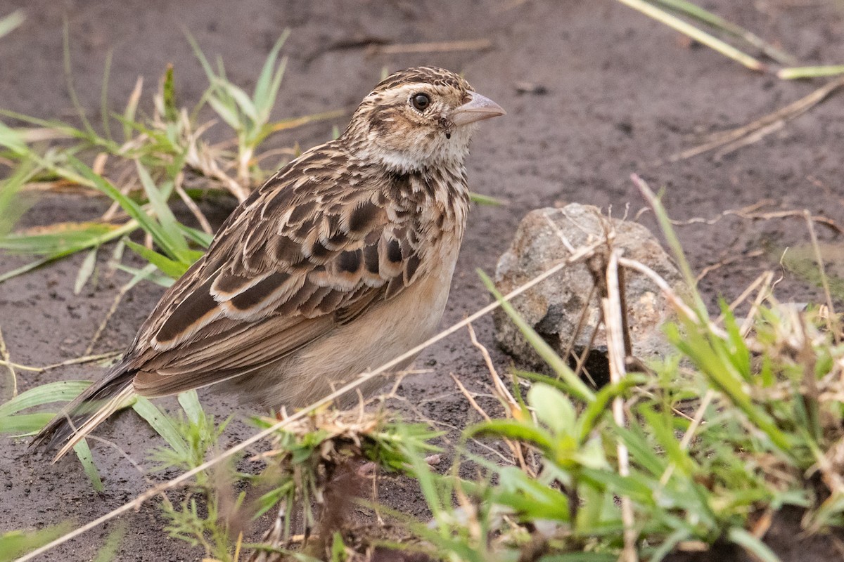 Melodious Lark - Peter  Steward