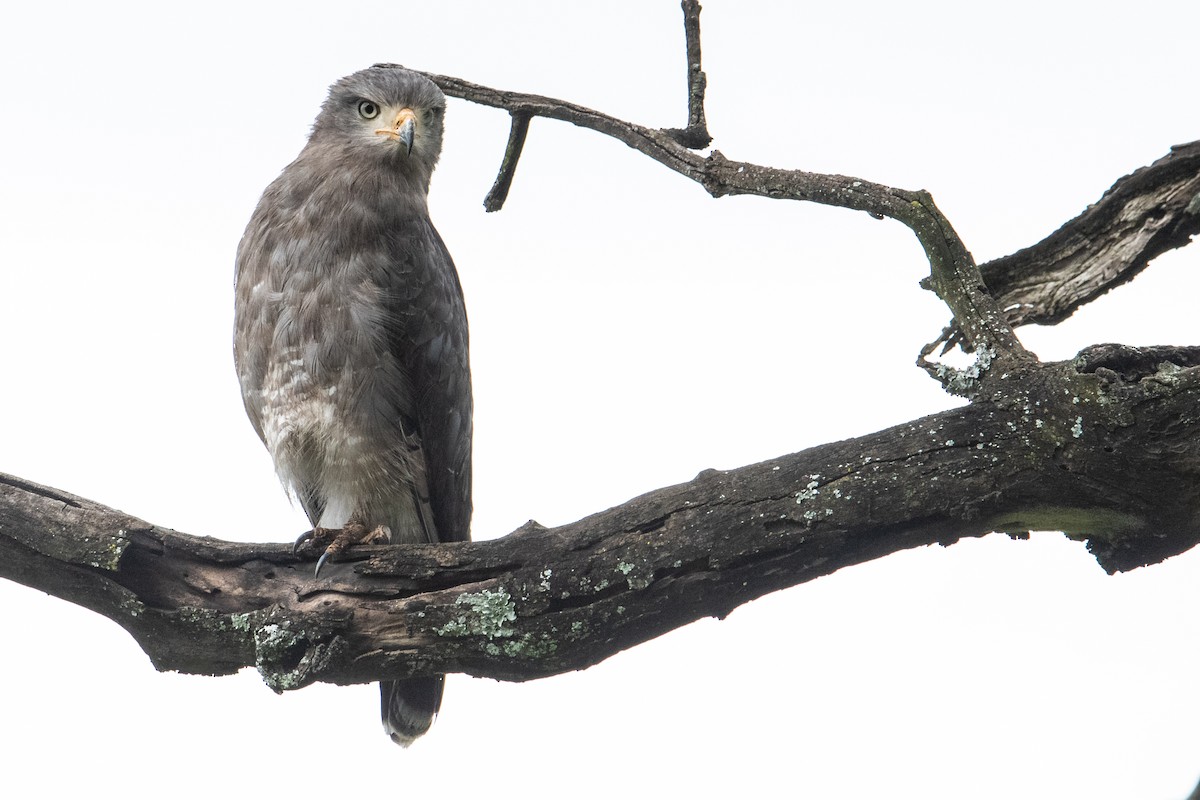 Banded Snake-Eagle - ML342566621