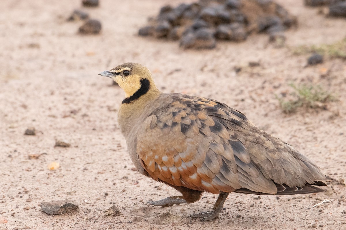 Yellow-throated Sandgrouse - ML342568691