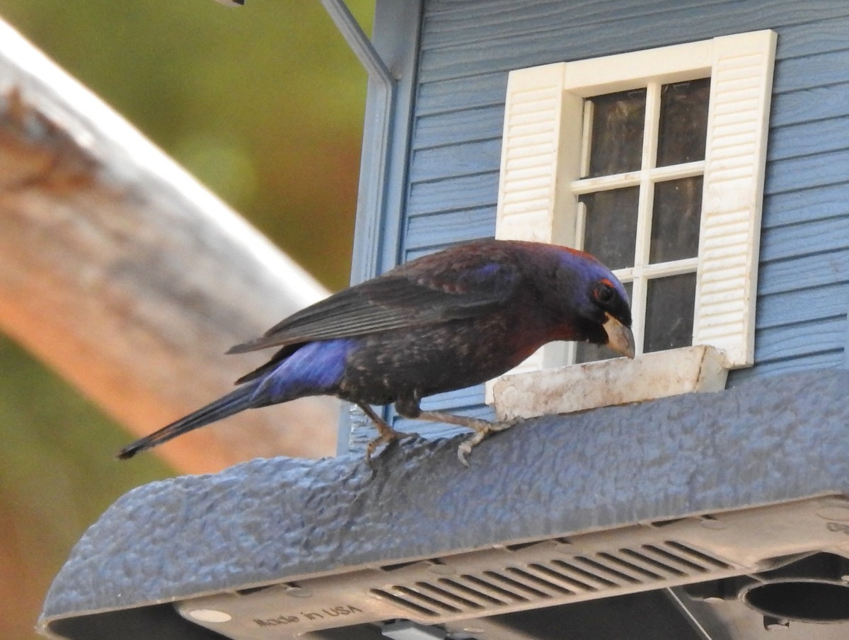 Varied Bunting - Steve Hosmer