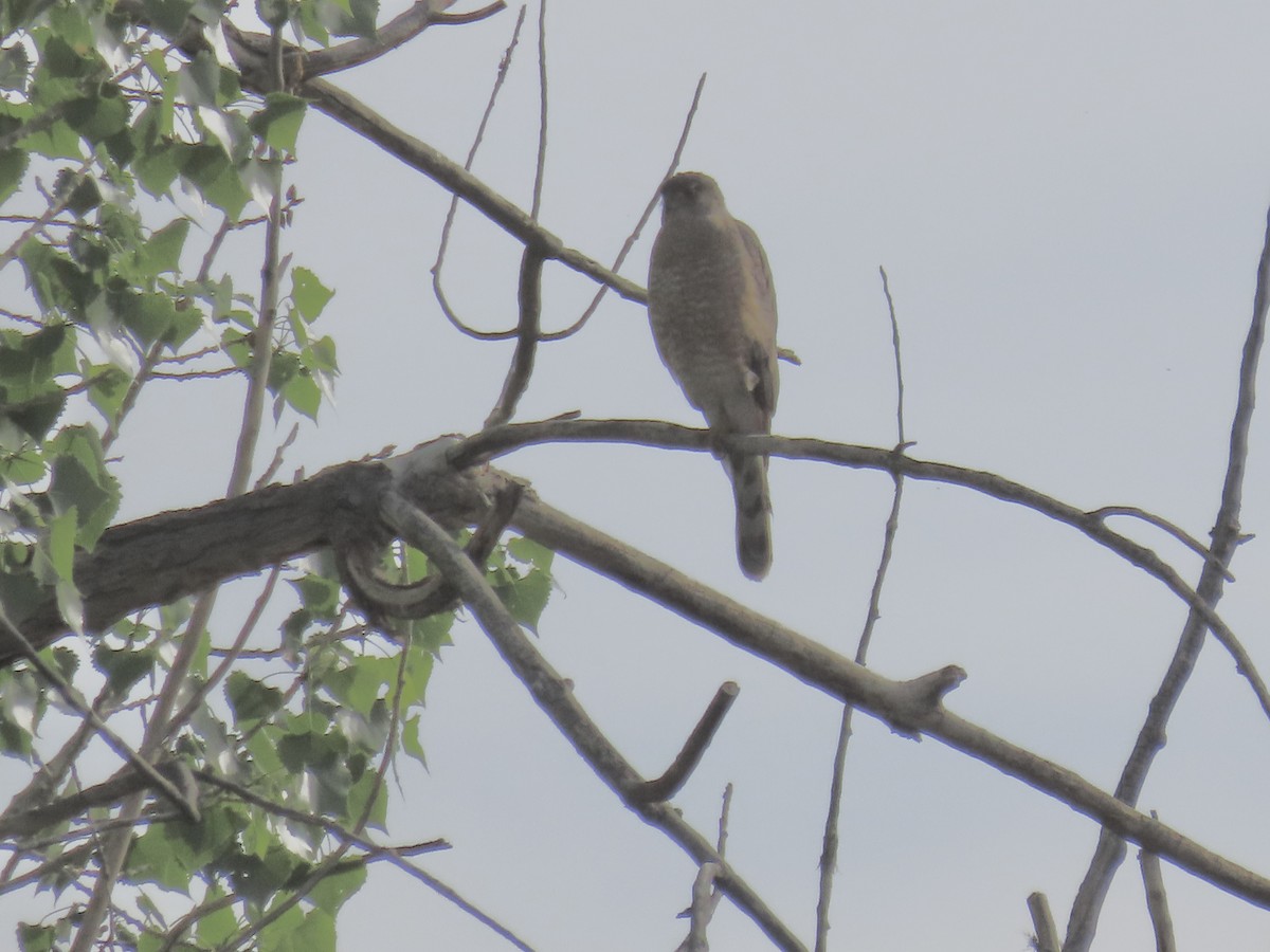 Cooper's Hawk - ML342570611
