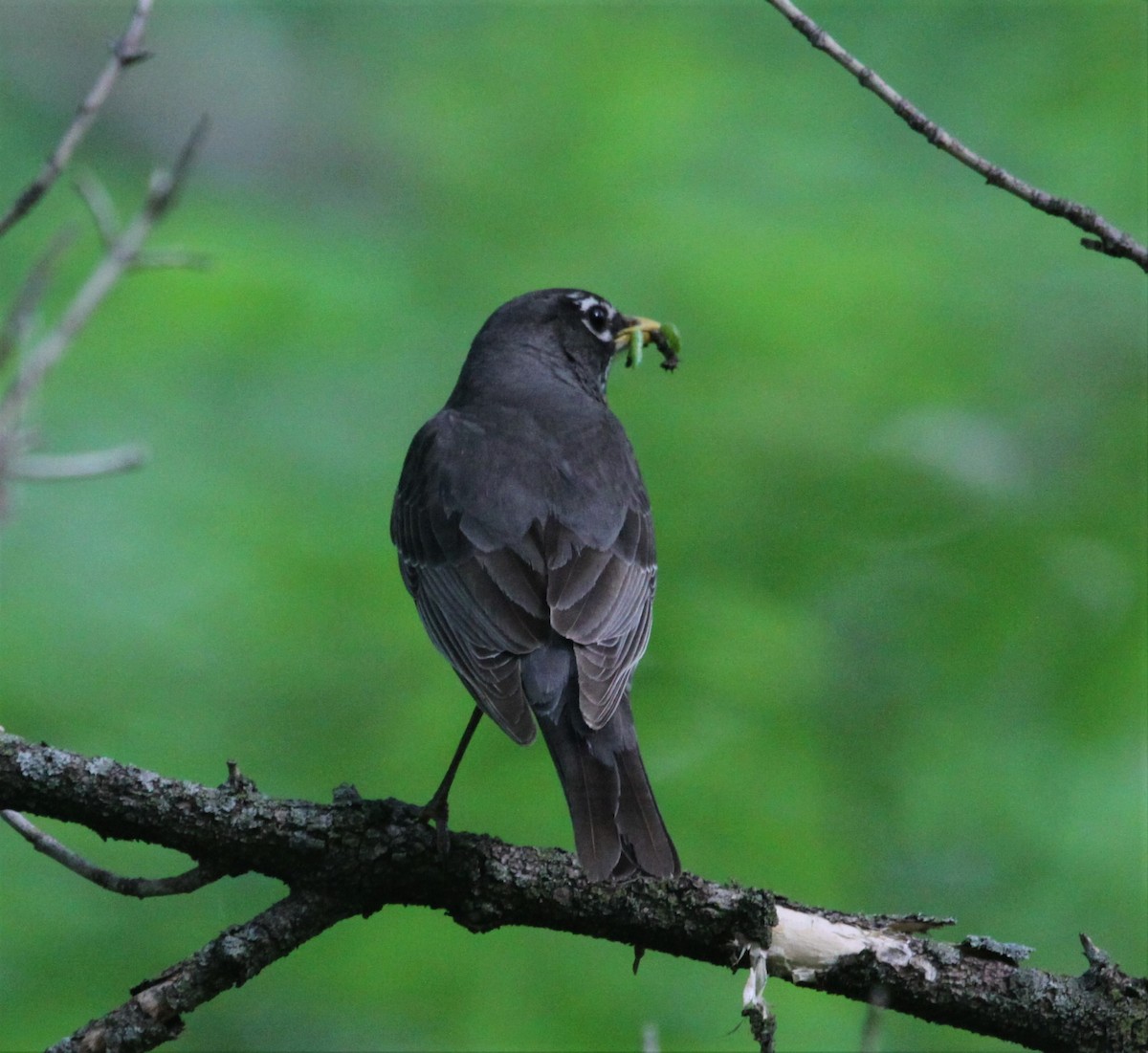 American Robin - ML342570791