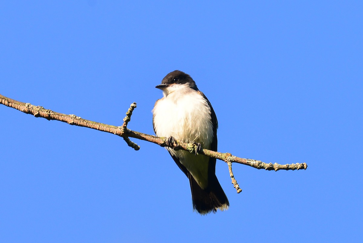 Eastern Kingbird - George Chiu