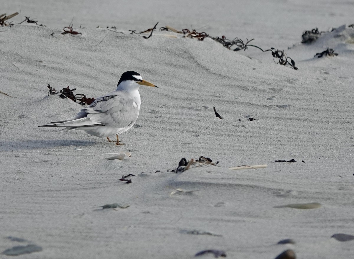 Least Tern - ML342571371